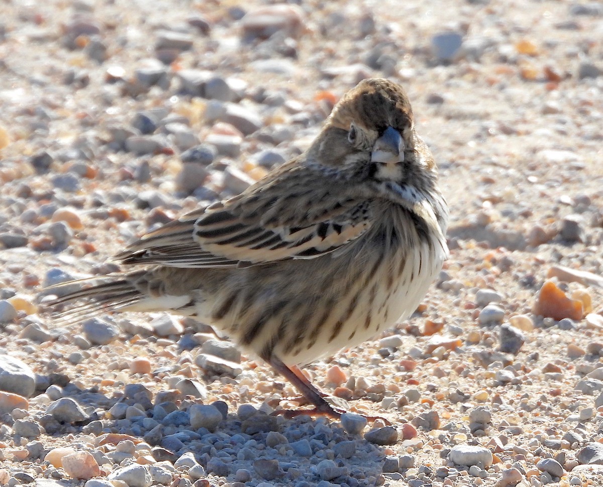 Lark Bunting - ML611635291