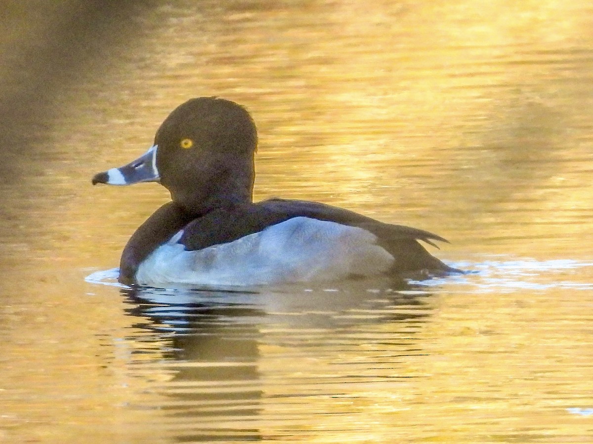 Ring-necked Duck - ML611635300