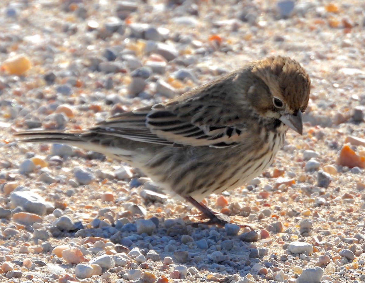 Lark Bunting - ML611635315