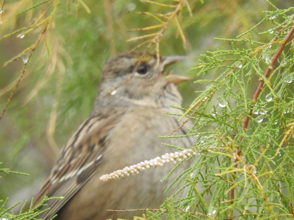 Golden-crowned Sparrow - ML611635354