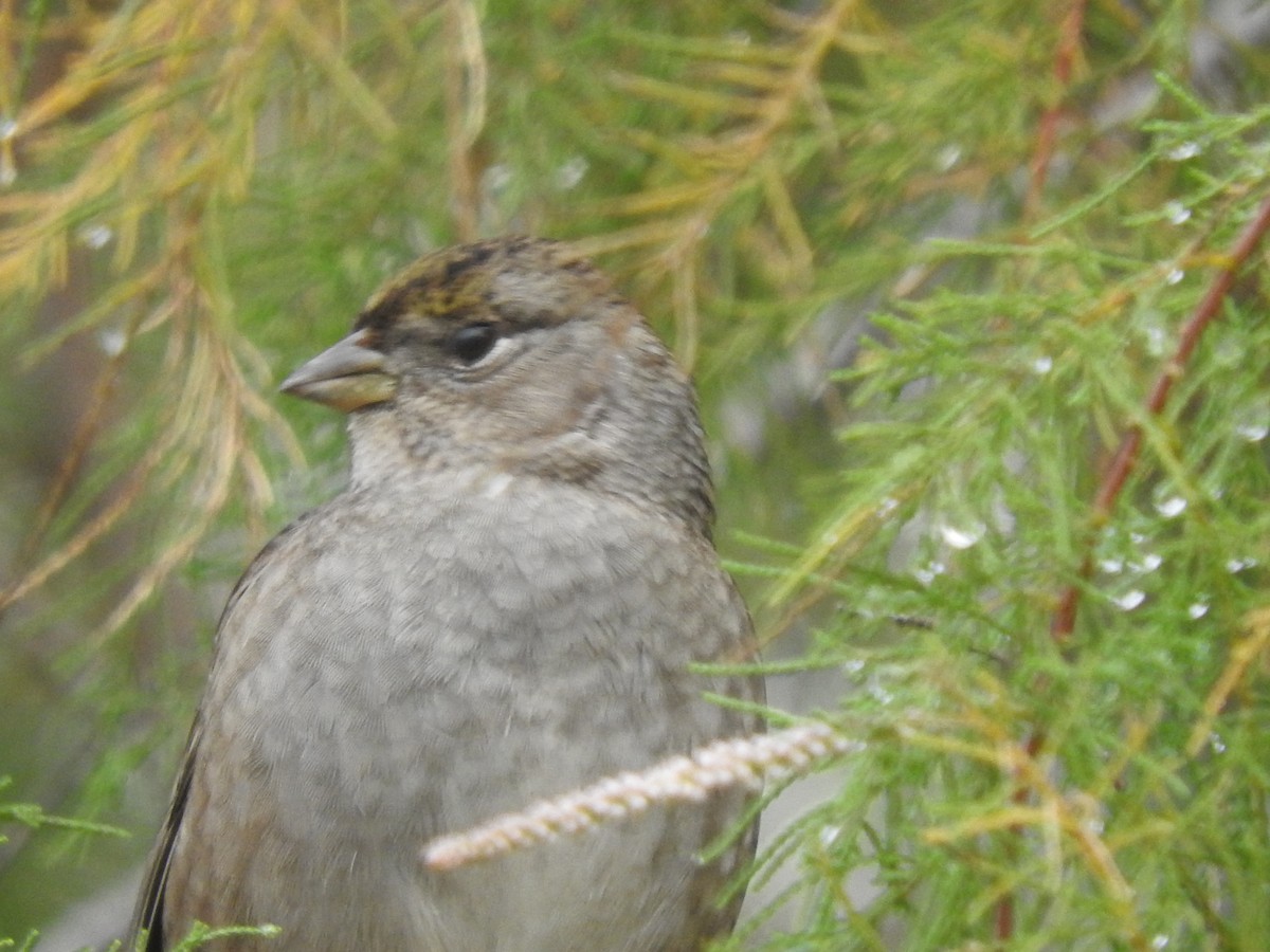 Golden-crowned Sparrow - ML611635355