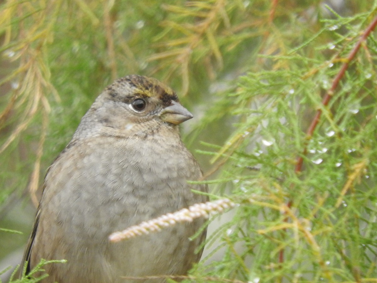 Golden-crowned Sparrow - ML611635356