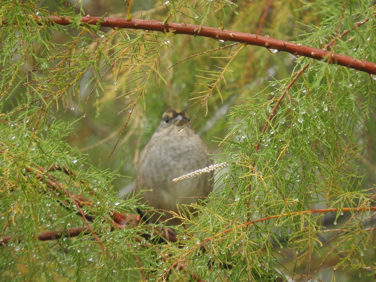 Golden-crowned Sparrow - ML611635357