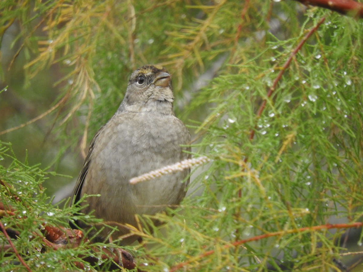 Golden-crowned Sparrow - ML611635358