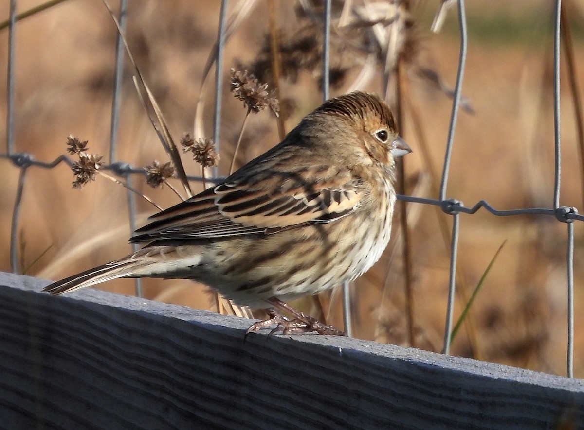 Lark Bunting - ML611635359