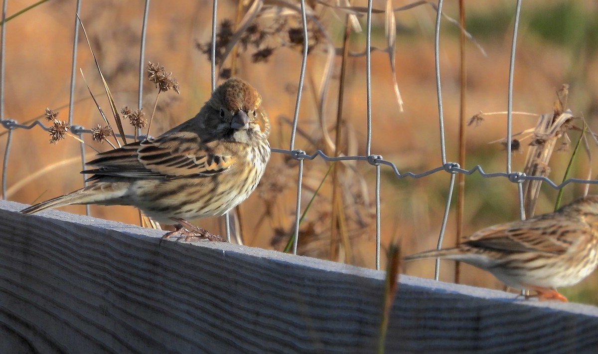 Lark Bunting - ML611635402