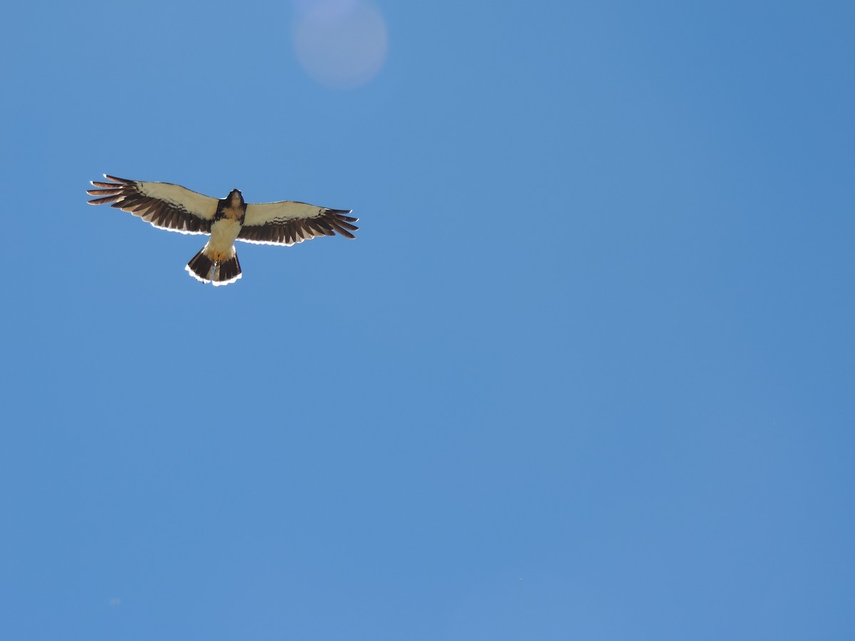 White-throated Caracara - ML611635409