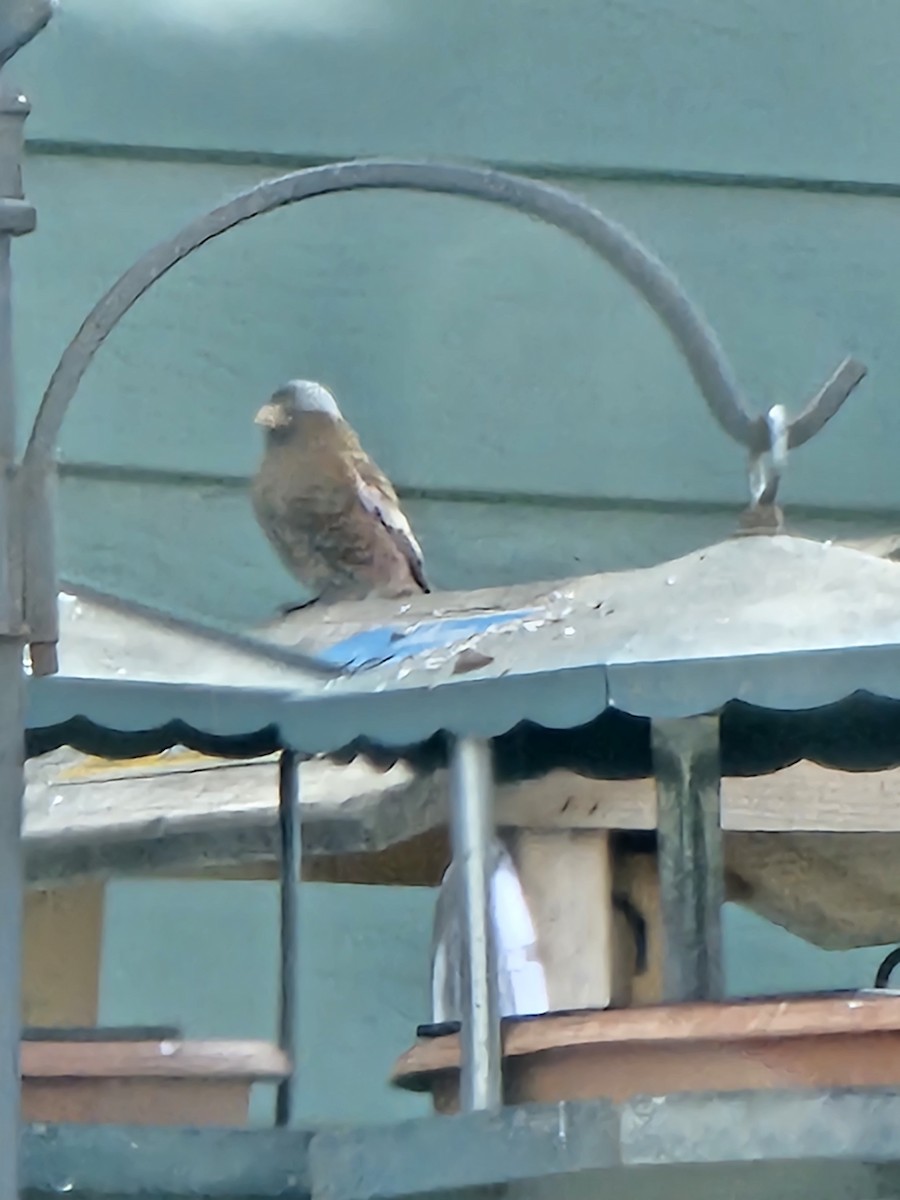 Gray-crowned Rosy-Finch - ML611635419