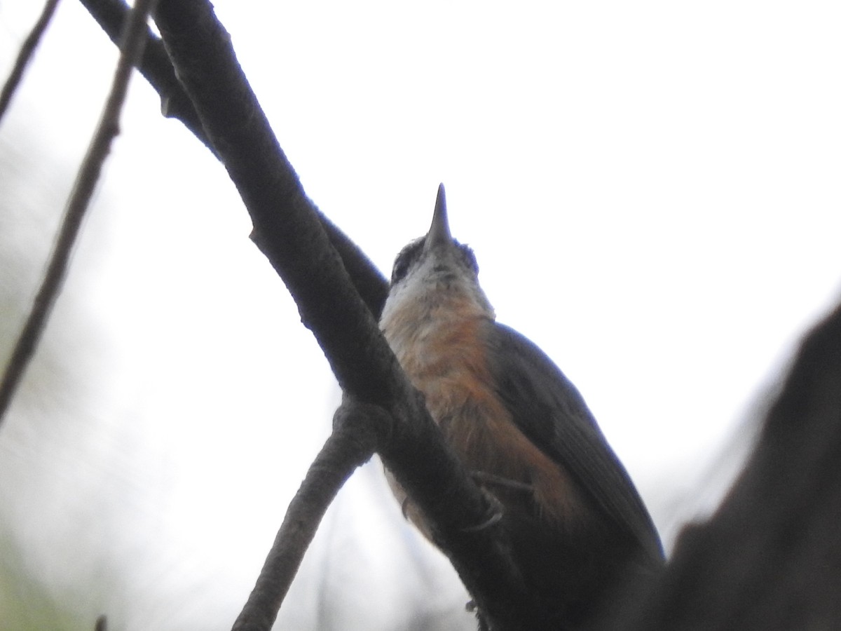 Red-breasted Nuthatch - ML611635425