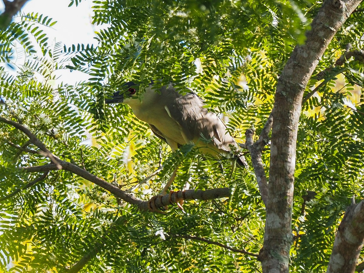 Black-crowned Night Heron - ML611635453