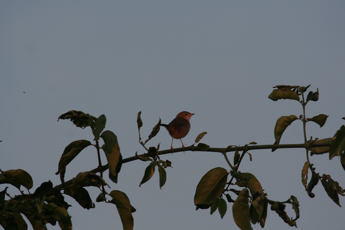 Rock-loving Cisticola - ML611635478