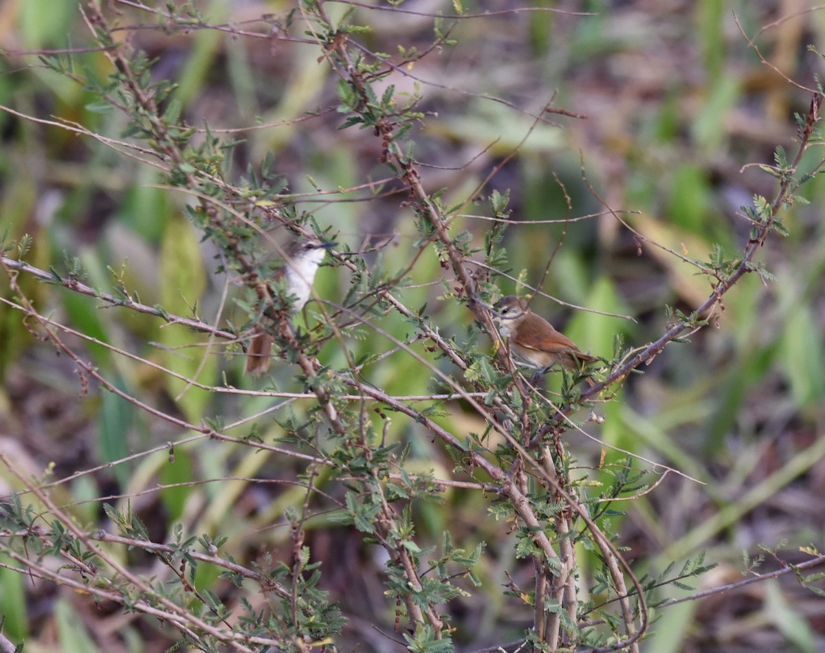 Yellow-chinned Spinetail - ML611635488