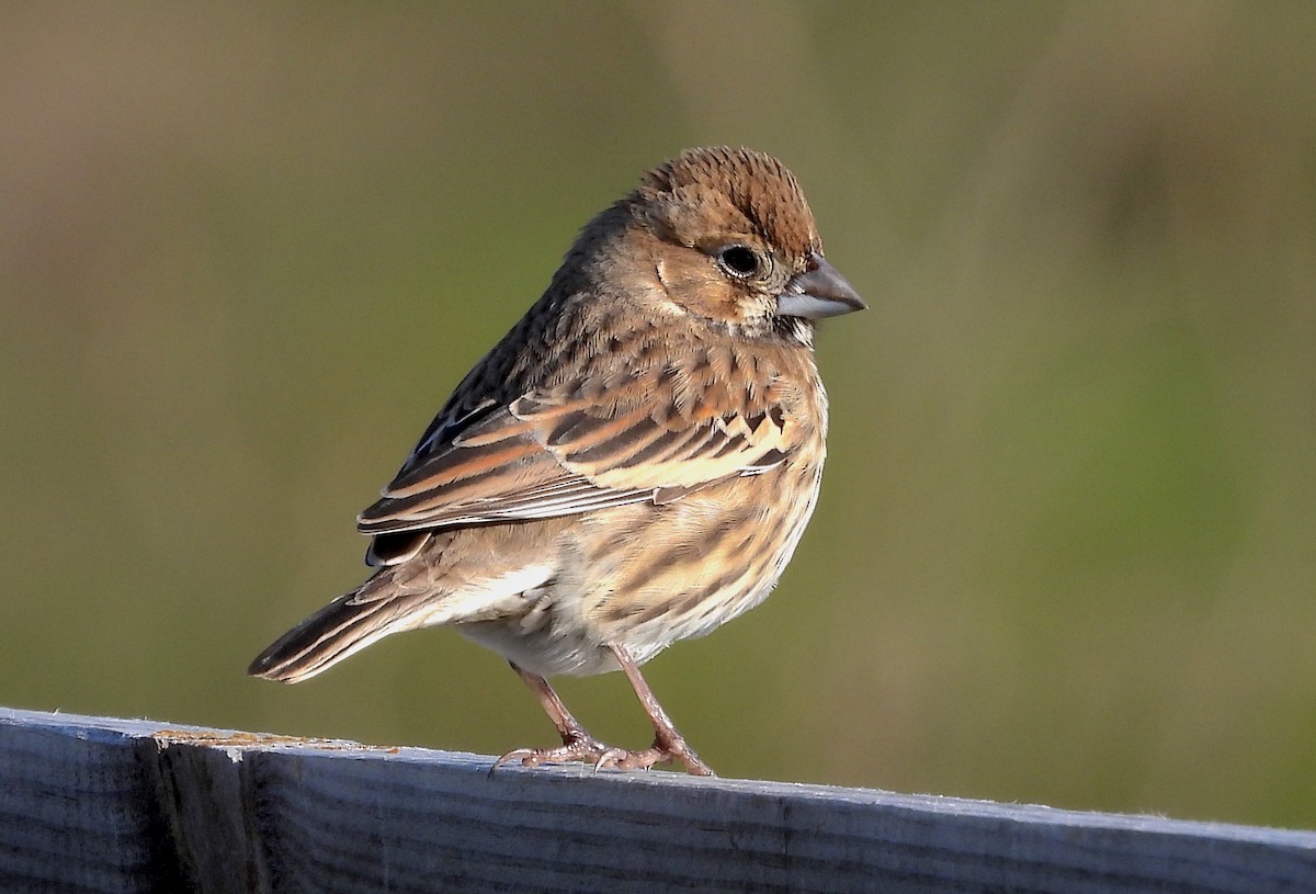 Lark Bunting - ML611635493