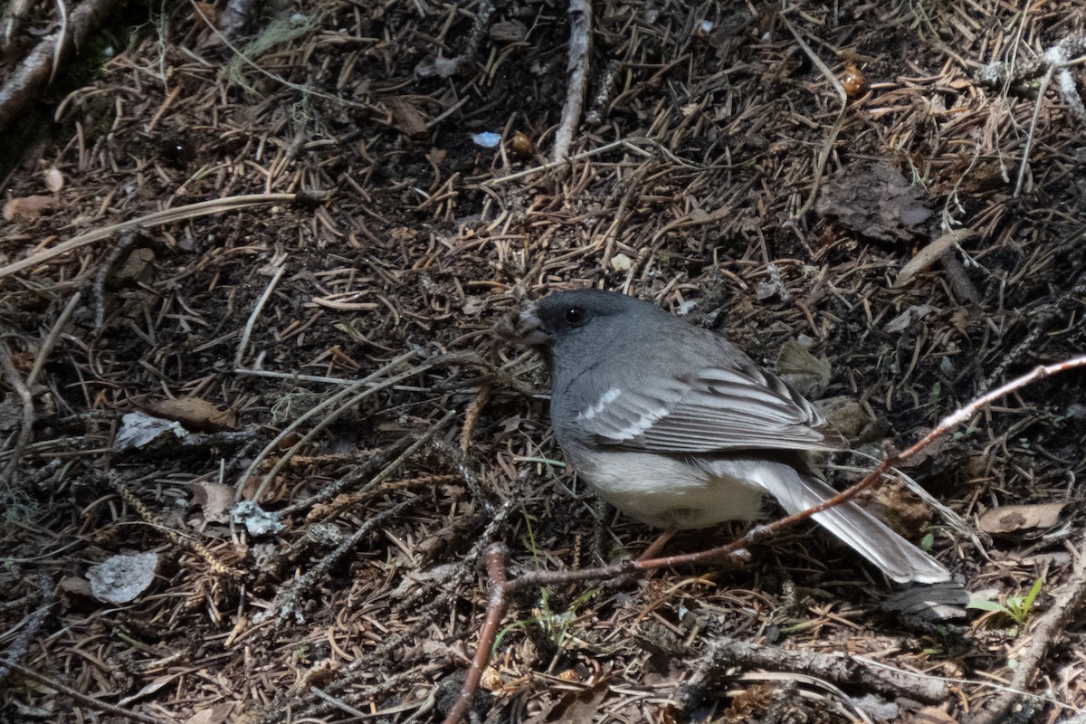 Dark-eyed Junco - ML611635499