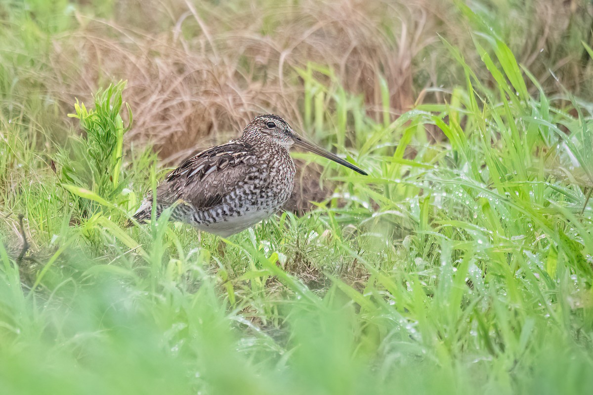 Pantanal Snipe - ML611635562