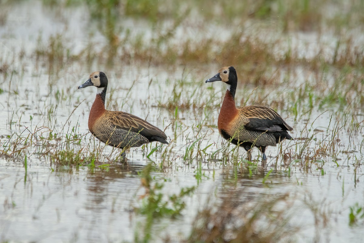 White-faced Whistling-Duck - ML611635571