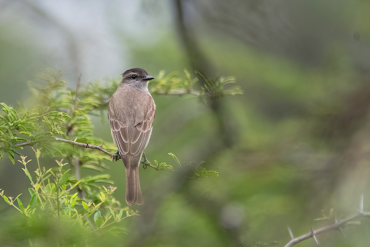 Crowned Slaty Flycatcher - ML611635595