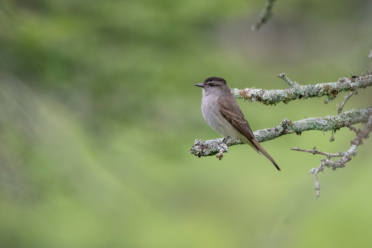 Crowned Slaty Flycatcher - ML611635596