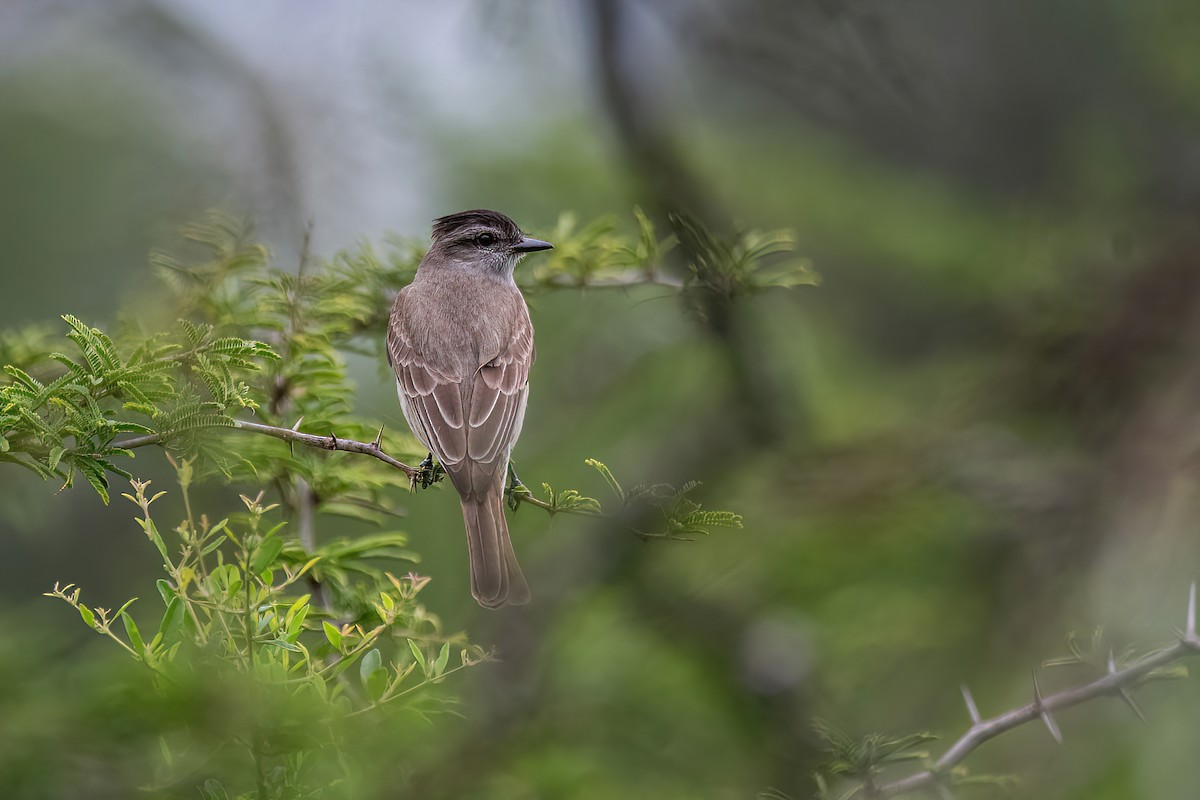 Crowned Slaty Flycatcher - ML611635598