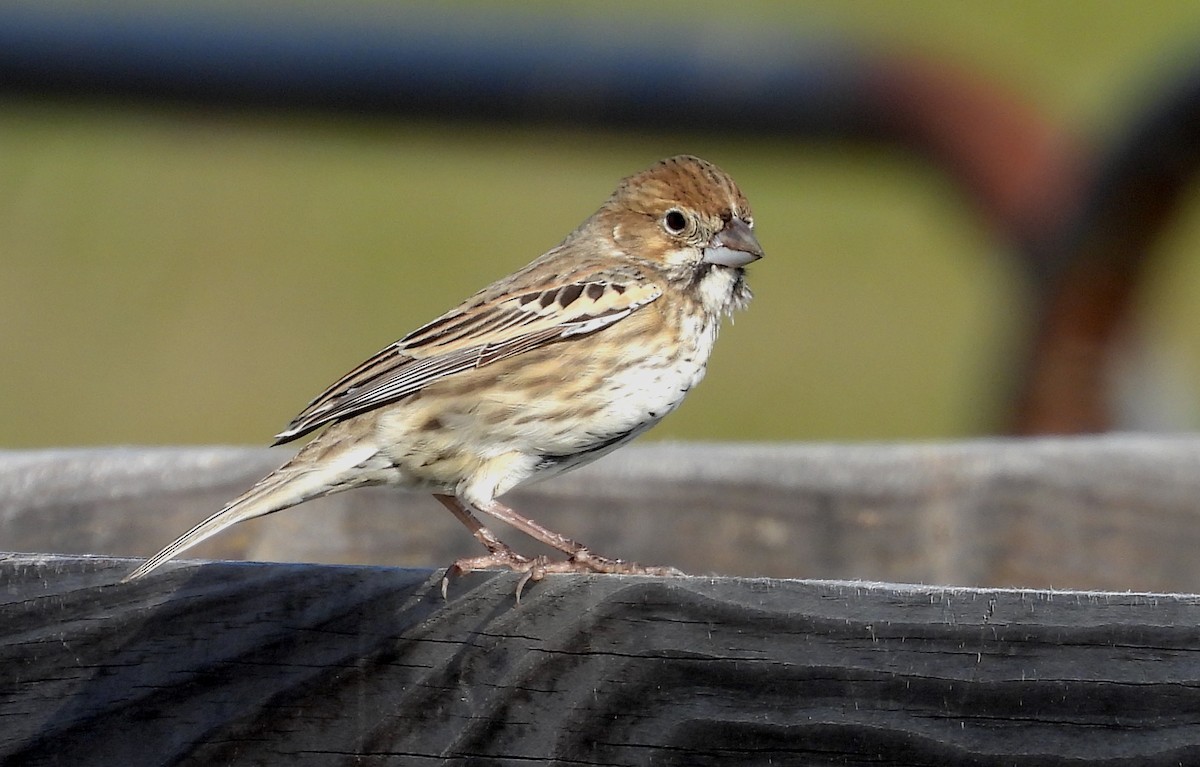 Lark Bunting - ML611635622