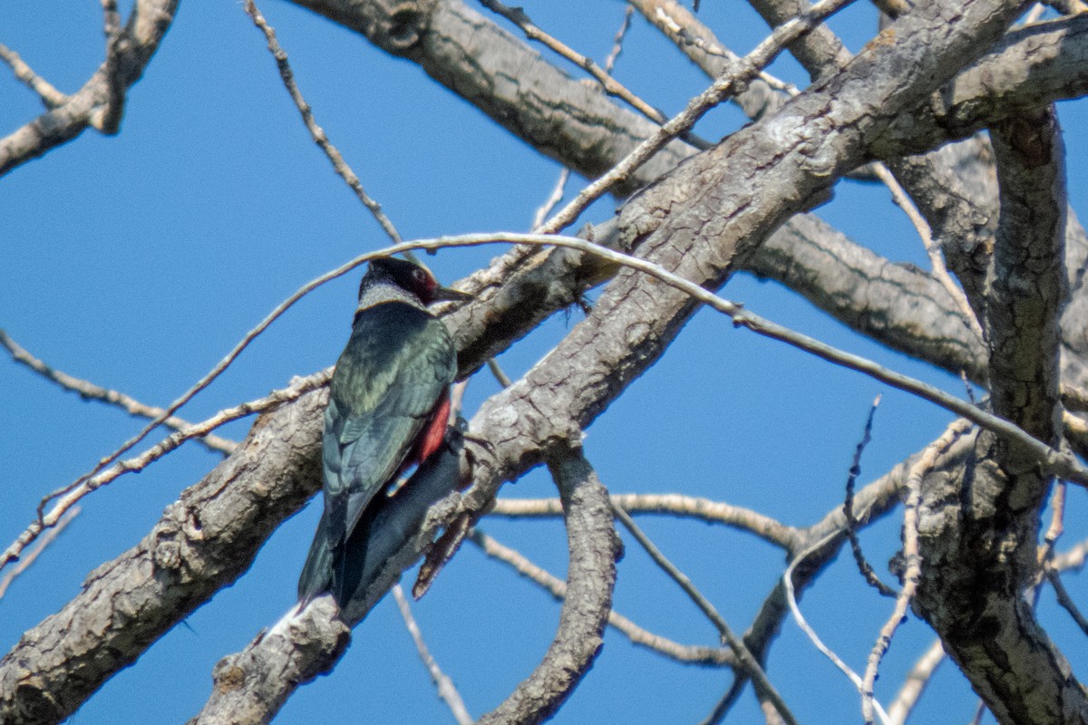 Lewis's Woodpecker - ML611635646