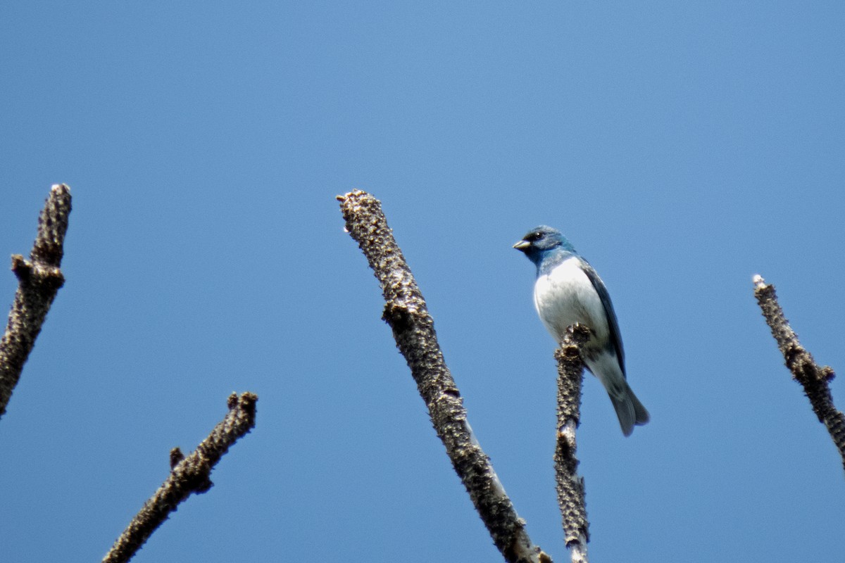 Lazuli x Indigo Bunting (hybrid) - ML611635696