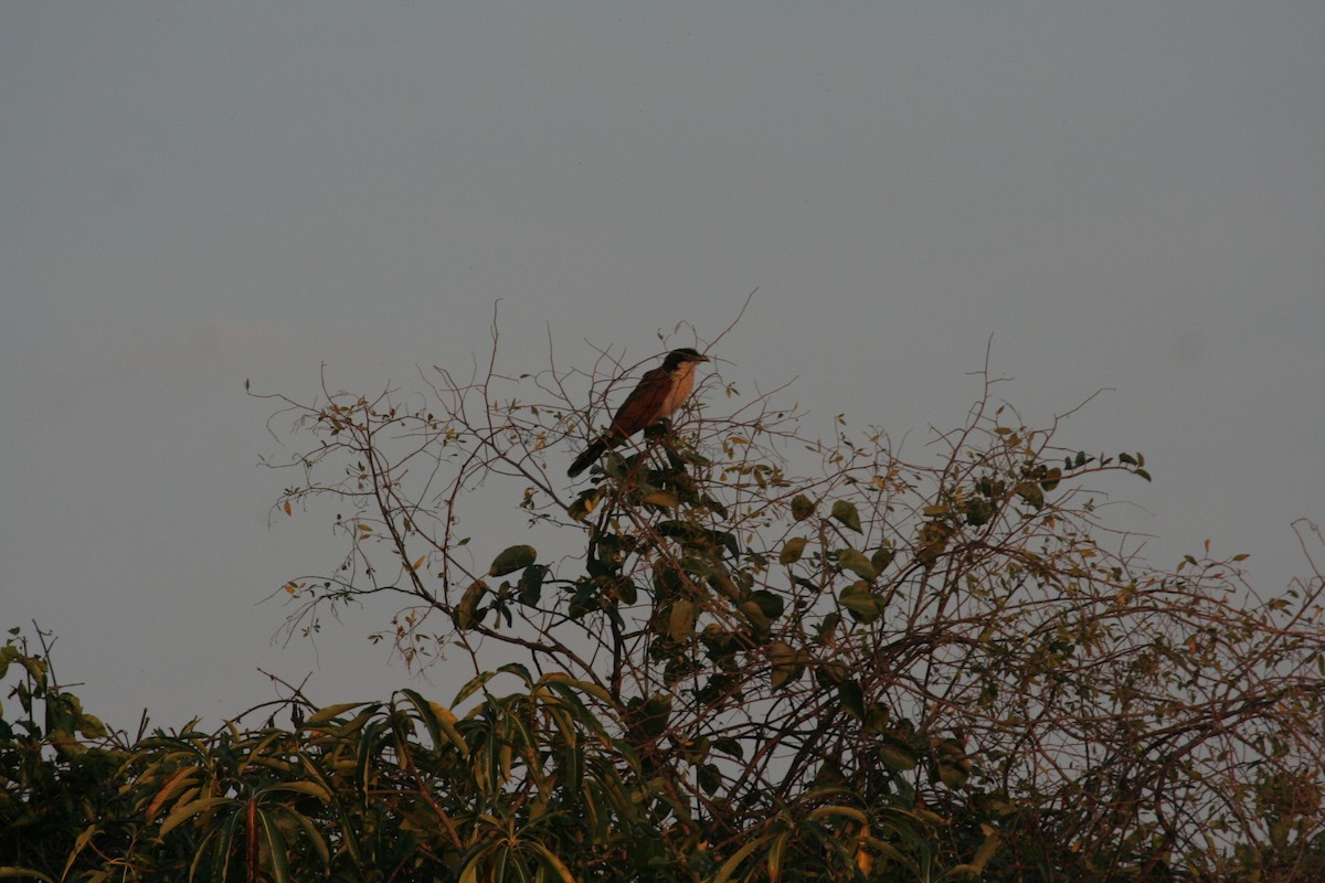 Senegal Coucal - ML611635724