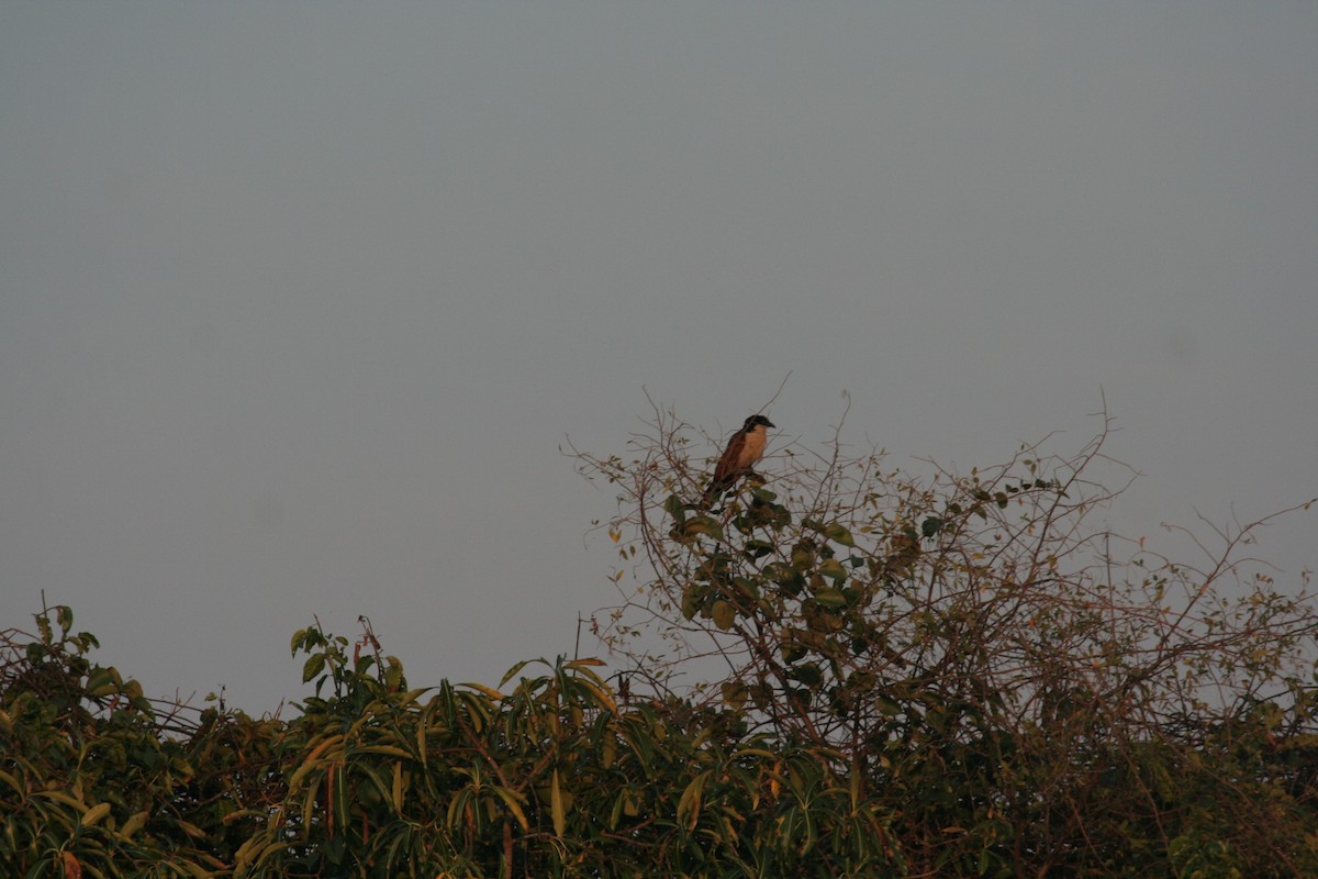 Senegal Coucal - ML611635725