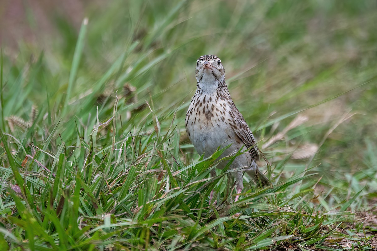 Short-billed Pipit - ML611635757