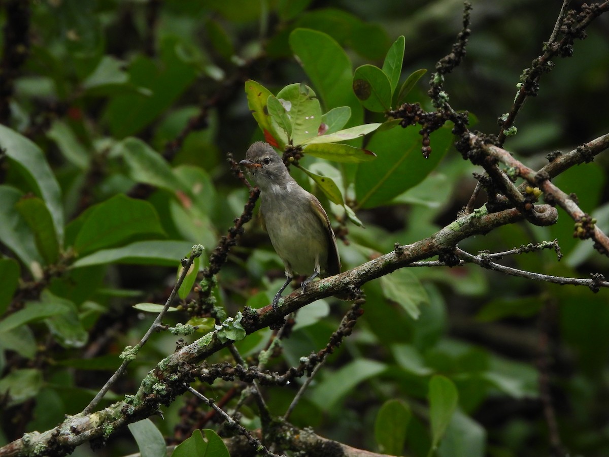 Southern Beardless-Tyrannulet - Haydee Huwel