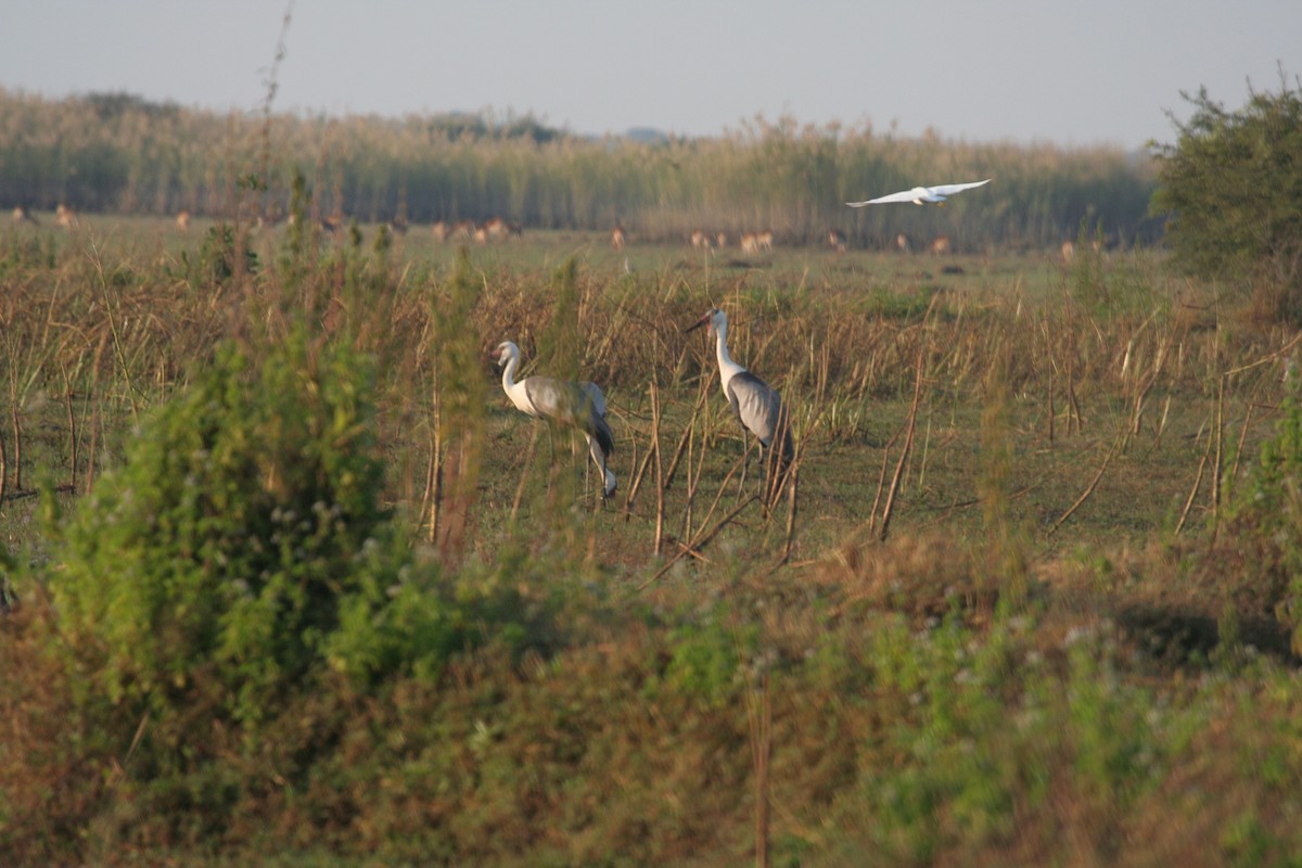 Wattled Crane - Guy RUFRAY