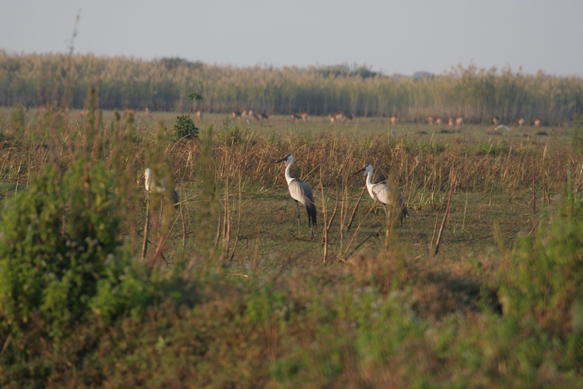 Wattled Crane - Guy RUFRAY