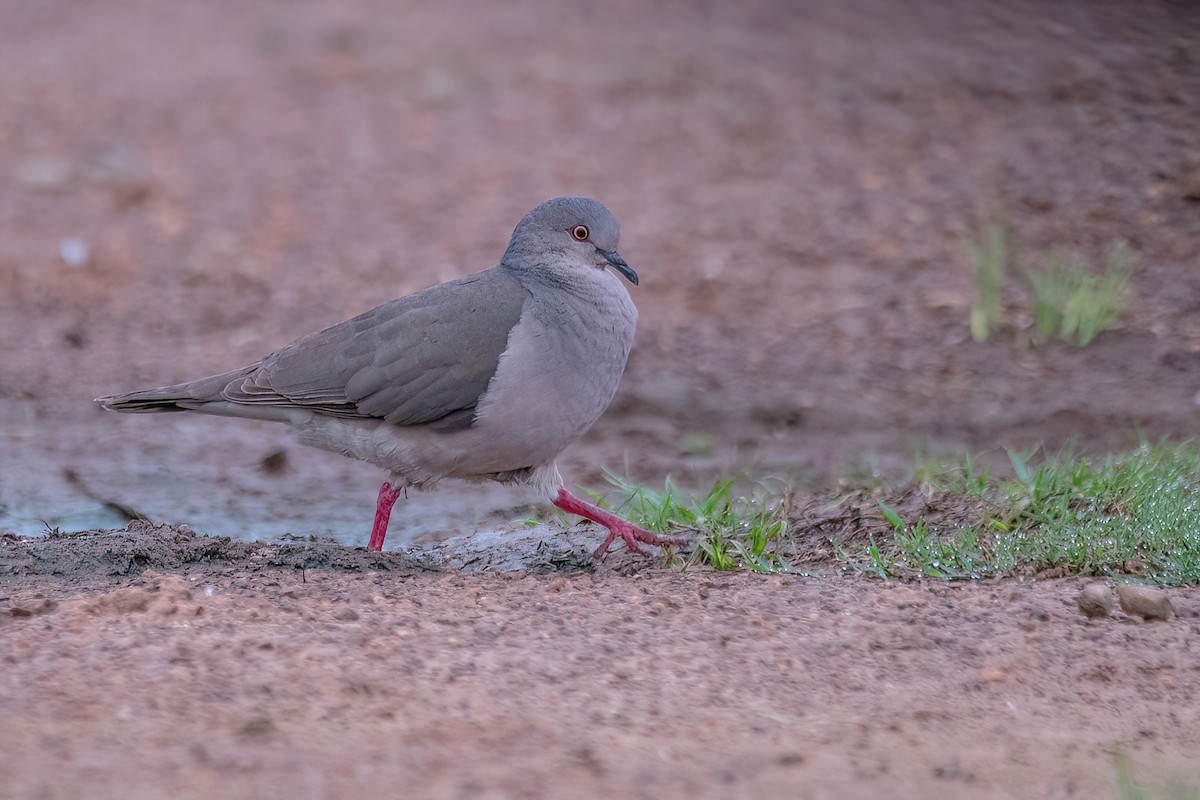 White-tipped Dove - ML611635981