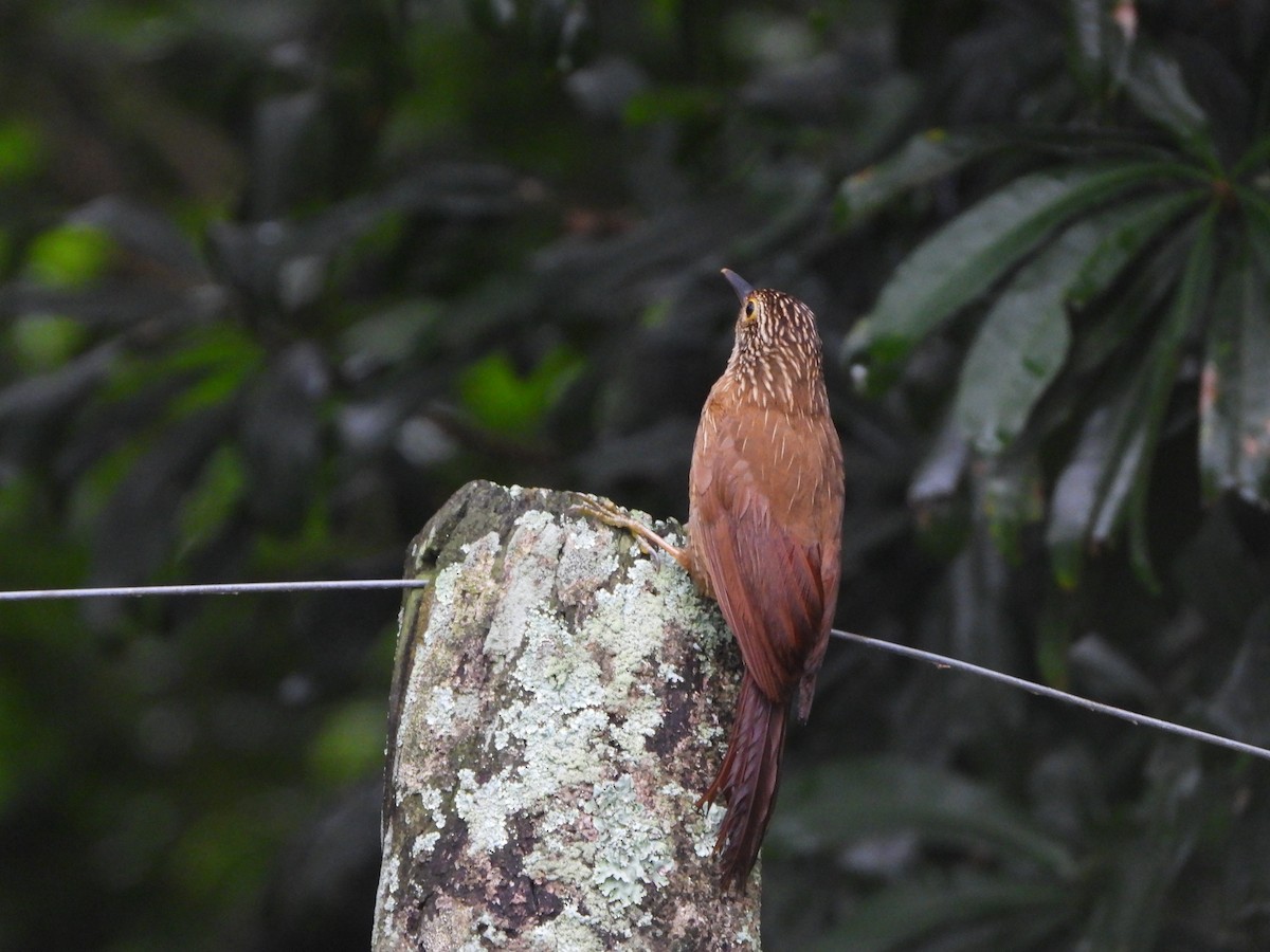 Narrow-billed Woodcreeper - ML611636016