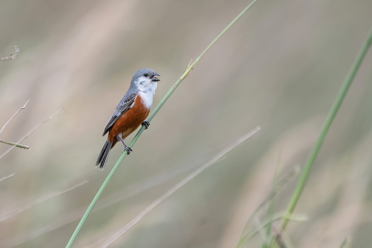 Marsh Seedeater - ML611636023