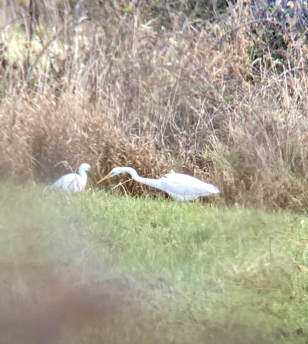 volavka bílá - ML611636083