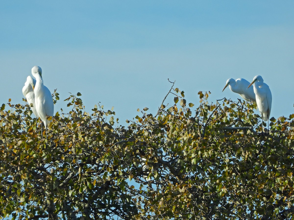 Great Egret - ML611636131