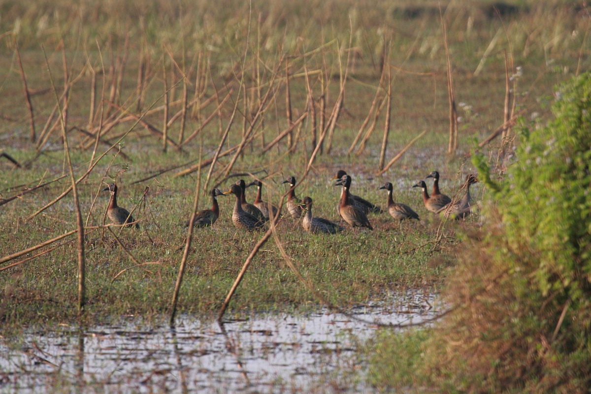 White-faced Whistling-Duck - Guy RUFRAY