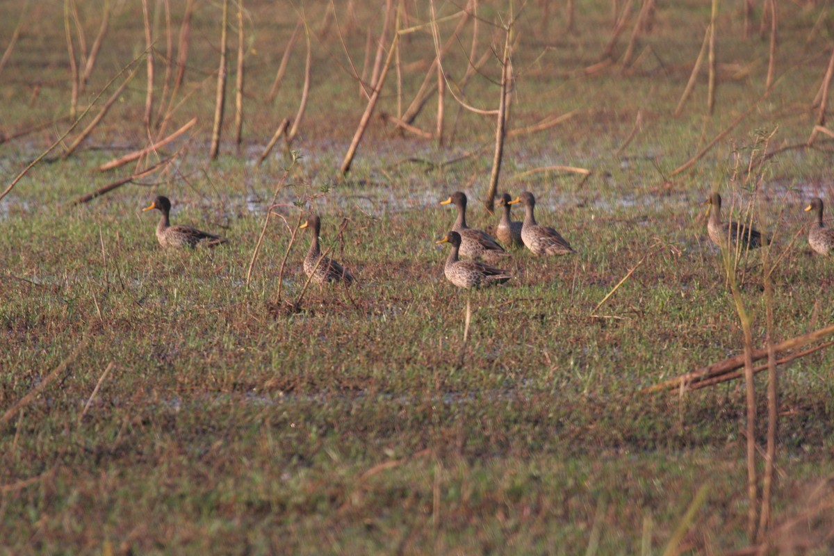 Yellow-billed Duck - Guy RUFRAY