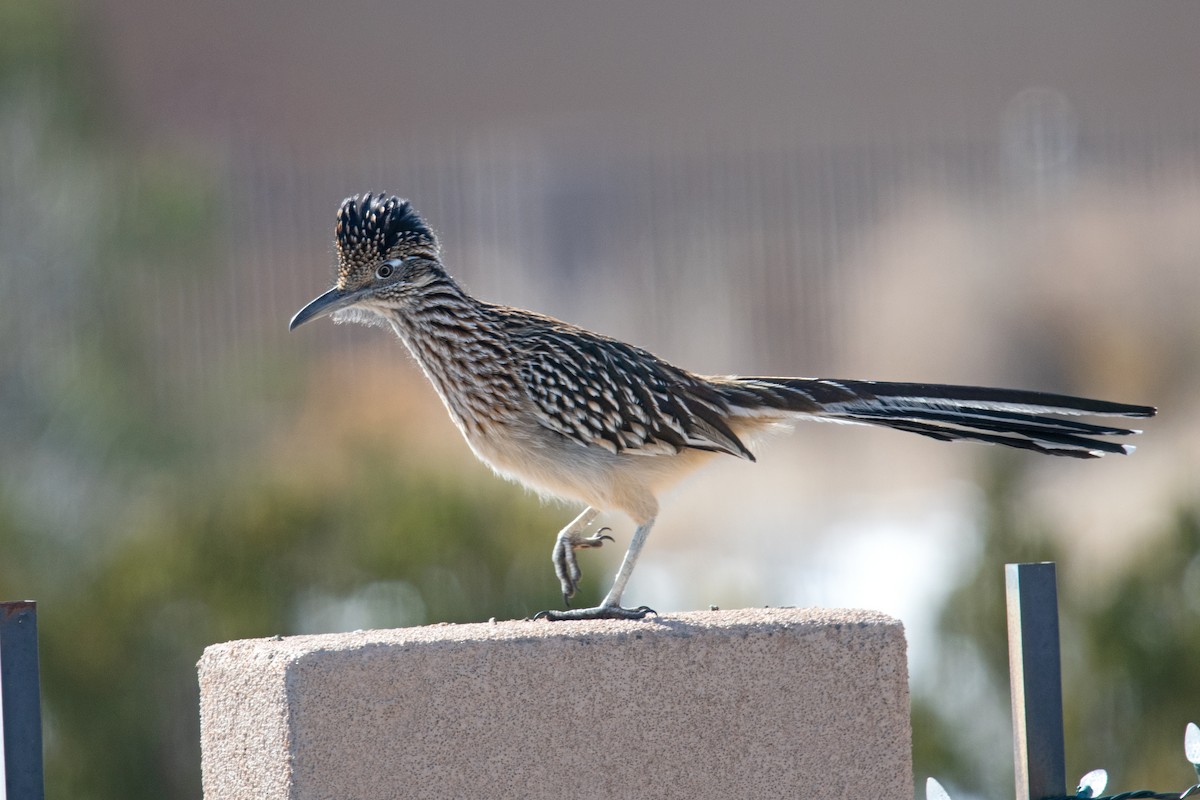 Greater Roadrunner - ML611636348