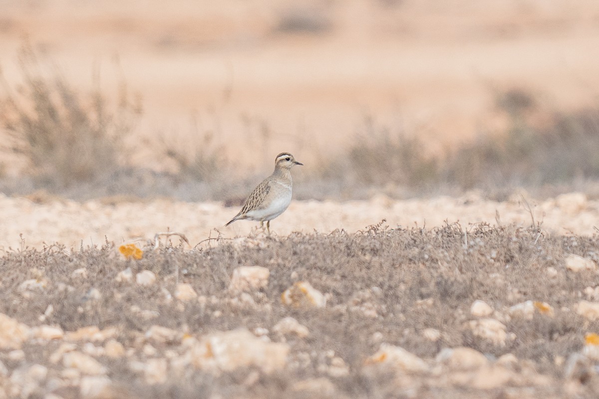 Mornellregenpfeifer - ML611636360