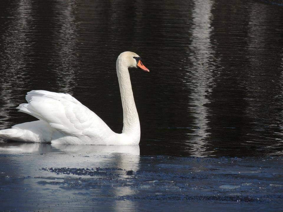 Mute Swan - ML611636376