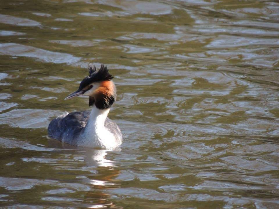 Great Crested Grebe - ML611636383