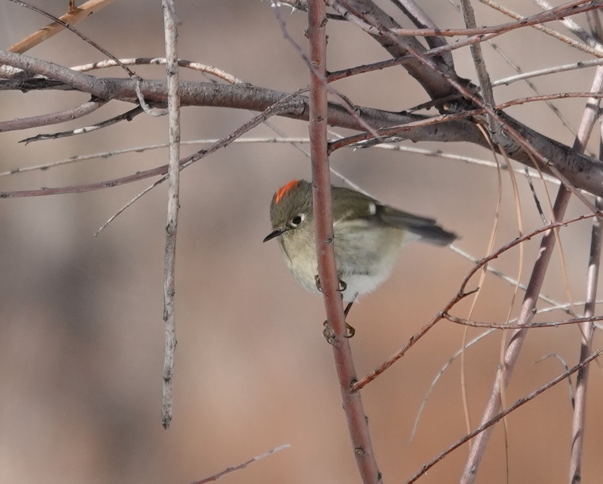 Ruby-crowned Kinglet - ML611636444