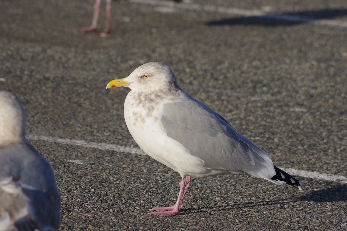 gråmåke (smithsonianus) (amerikagråmåke) - ML611636636