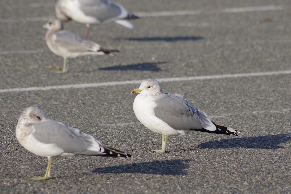 California Gull - ML611636638