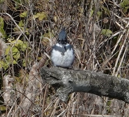 Belted Kingfisher - ML611636728