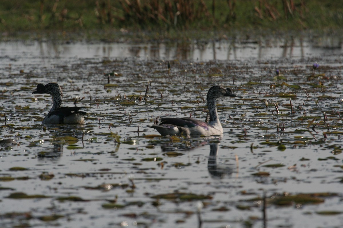 Knob-billed Duck - ML611636812