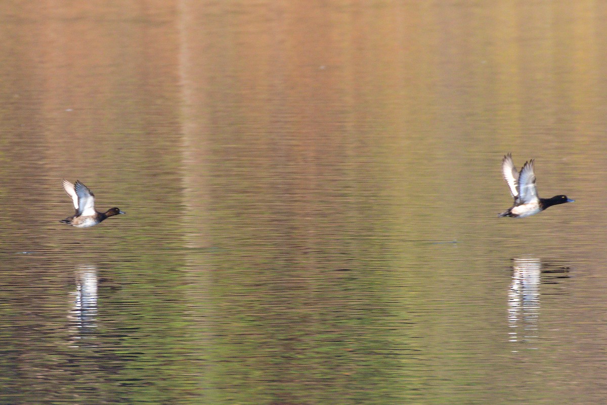 Tufted Duck - ML611636832