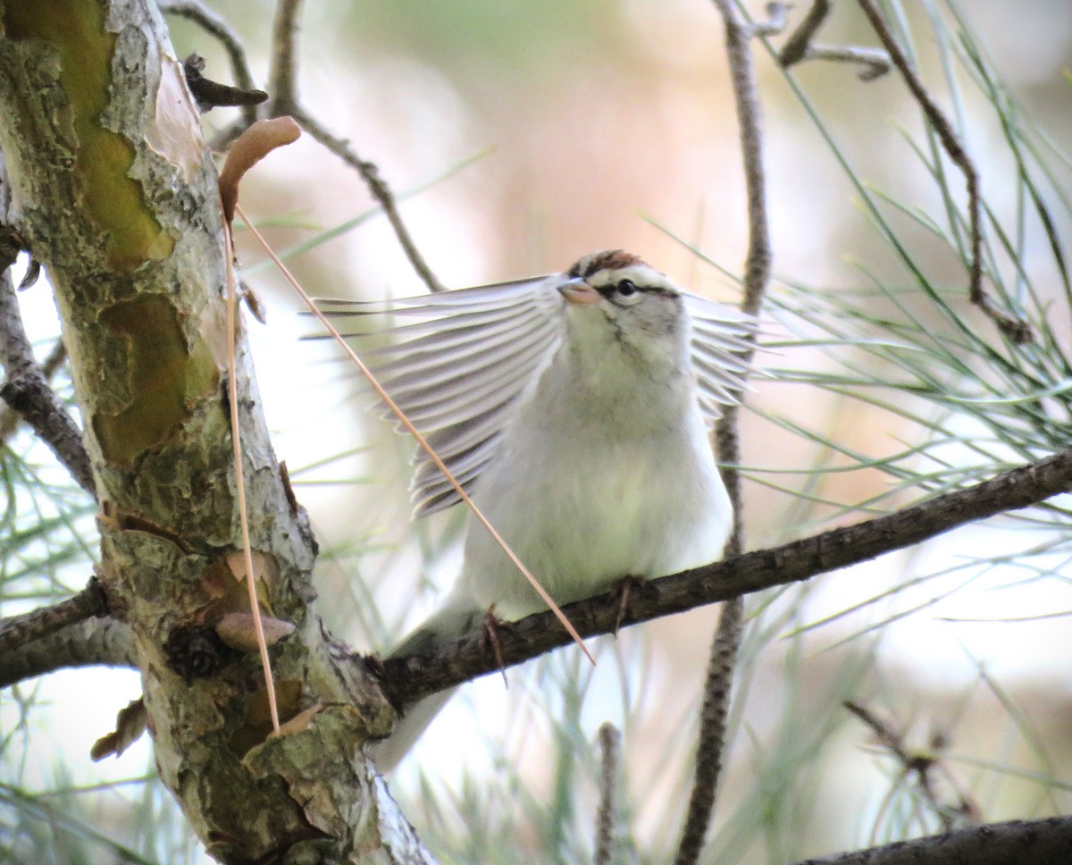 Chipping Sparrow - ML611636859